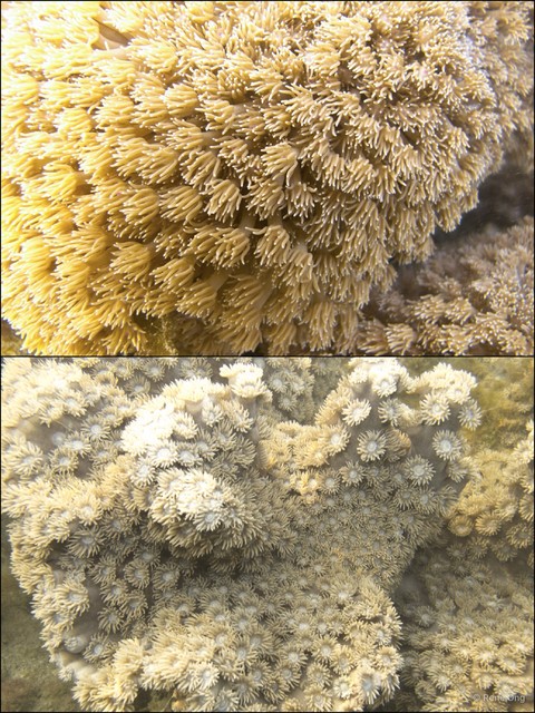 Scleractinia sp. "Hard coral 29" • © Rene Ong • All Rights Reserved