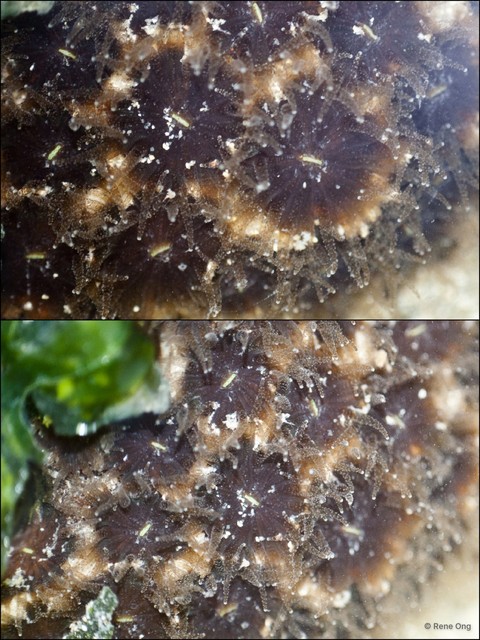 Scleractinia sp. "Hard coral 31" • © Rene Ong • All Rights Reserved