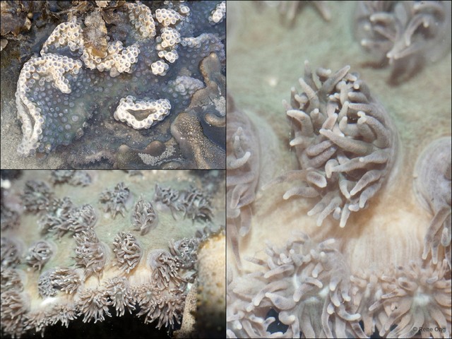 Scleractinia sp. "Hard coral 34" • © Rene Ong • All Rights Reserved