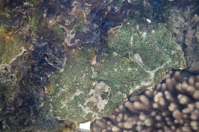 Scleractinia sp. "Hard coral 36" • © Rene Ong • All Rights Reserved