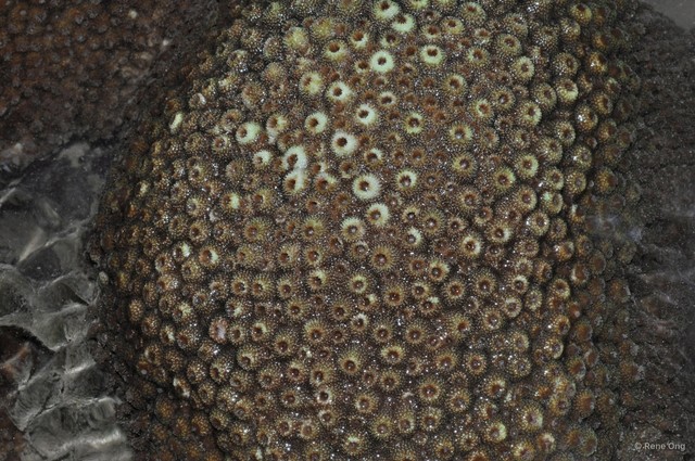 Scleractinia sp. "Hard coral 37" • © Rene Ong • All Rights Reserved