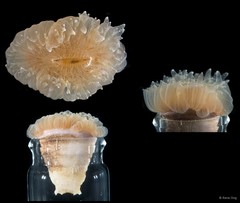 Scleractinia sp. "Hard coral 4"
