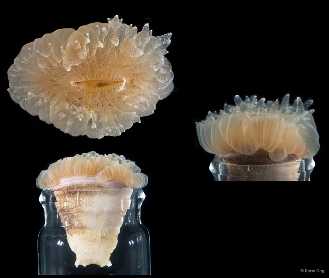 Scleractinia sp. "Hard coral 4" • © Rene Ong • All Rights Reserved