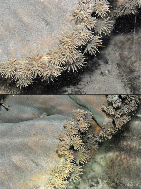 Scleractinia sp. "Hard coral 43" • © Rene Ong • All Rights Reserved