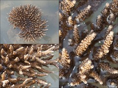 Scleractinia sp. "Hard coral 47"