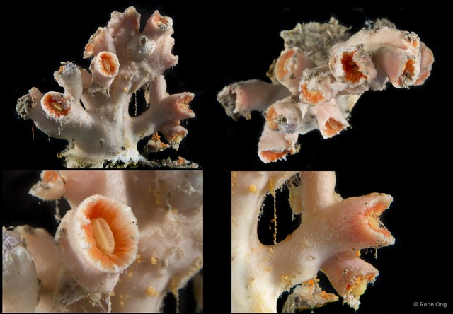 Scleractinia sp. "Hard coral 5" • © Rene Ong • All Rights Reserved