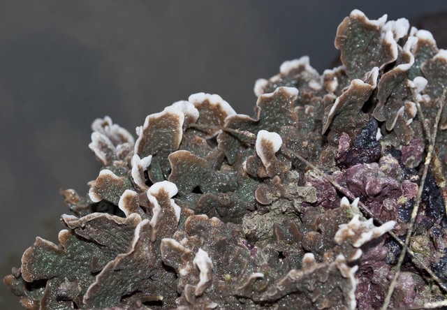 Scleractinia sp. "Hard coral 50" • © Rene Ong • All Rights Reserved