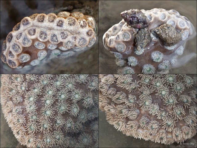 Scleractinia sp. "Hard coral 51" • © Rene Ong • All Rights Reserved