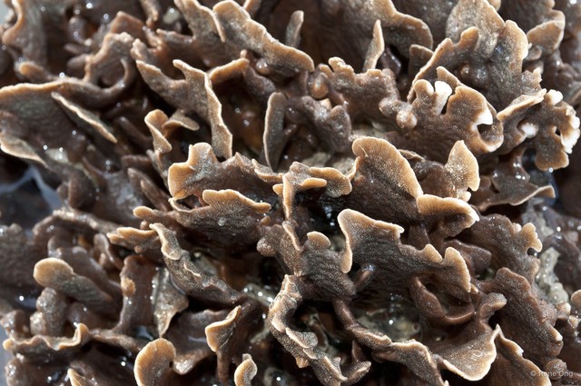 Scleractinia sp. "Hard coral 52" • © Rene Ong • All Rights Reserved