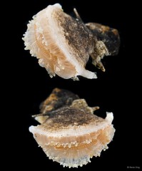 Scleractinia sp. "Hard coral 6"