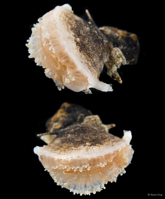 Scleractinia sp. "Hard coral 6" • © Rene Ong • All Rights Reserved