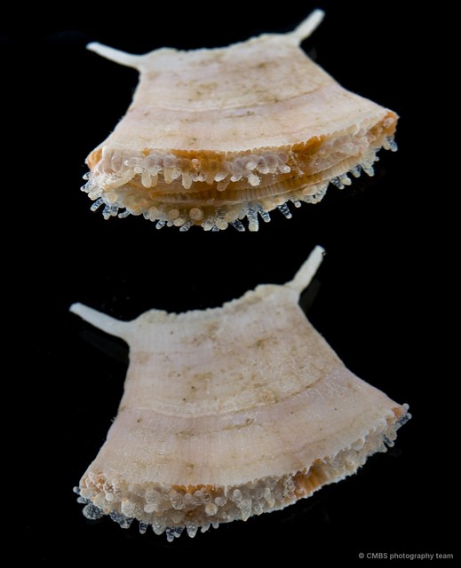 Scleractinia sp. "Hard coral 7" • © CMBS photography team • All Rights Reserved