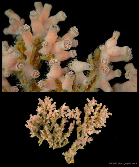Scleractinia sp. "Hard coral 8" • © CMBS photography team • All Rights Reserved