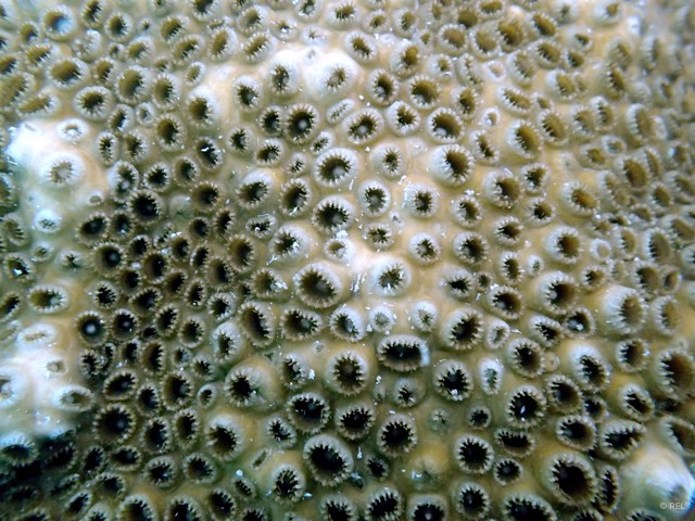 Scleractinia sp. "Hard coral IP0381" • © REL • All Rights Reserved