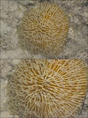Scleractinia sp. "Mushroom coral 2"