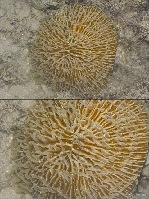 Scleractinia sp. "Mushroom coral 2" • © Rene Ong • All Rights Reserved