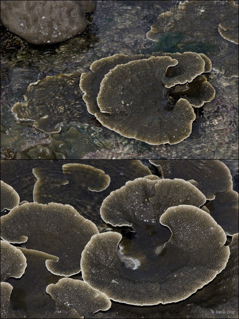 Scleractinia sp. "Plate coral 1" • © Rene Ong • All Rights Reserved