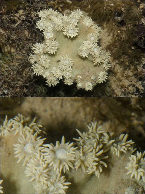 Scleractinia sp. "Plate coral 4" • © Rene Ong • All Rights Reserved
