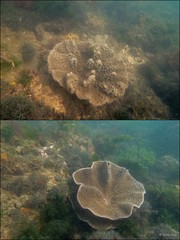 Scleractinia sp. "Plate coral 8"