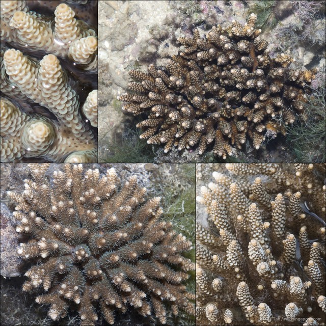 Acropora sp. "408702cb" • © Ria Tan • All Rights Reserved