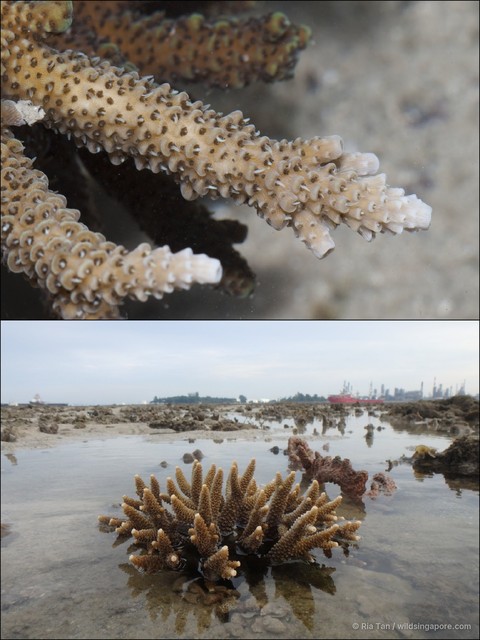 Acropora sp. "408702ce" • © Ria Tan • All Rights Reserved