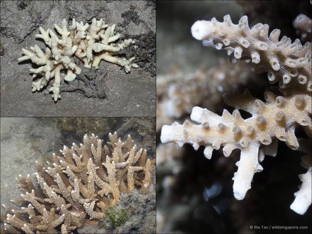 Acropora sp. "408702d1" • © Ria Tan • All Rights Reserved