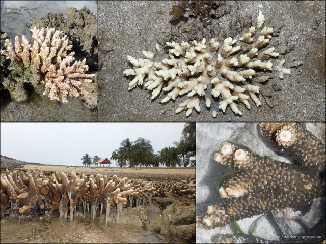 Acropora sp. "408702d4" • © Ria Tan • All Rights Reserved