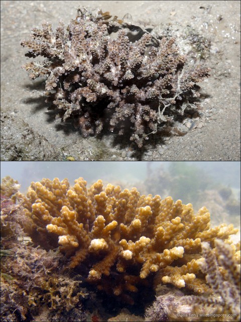 Acropora sp. "408702d7" • © Ria Tan • All Rights Reserved