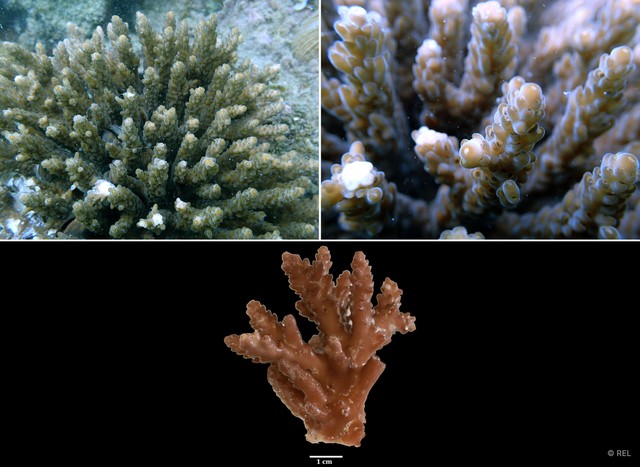 Acropora sp. "IP0357" • © REL • All Rights Reserved