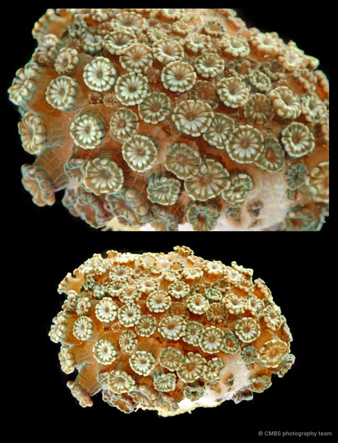 Alveopora sp. "cf." • © CMBS photography team • All Rights Reserved
