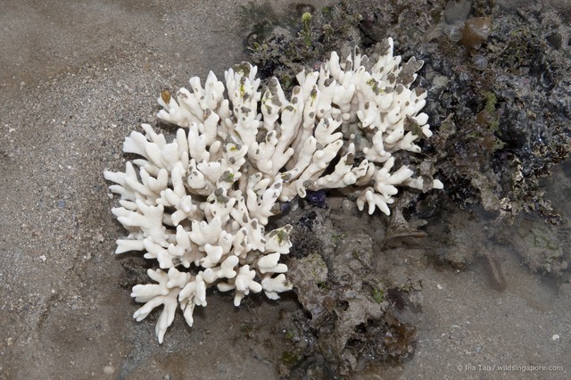 Montipora sp. "408702da" • © Ria Tan • All Rights Reserved