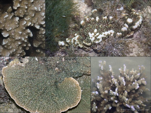 Montipora sp. "408702dd" • © Ria Tan • All Rights Reserved
