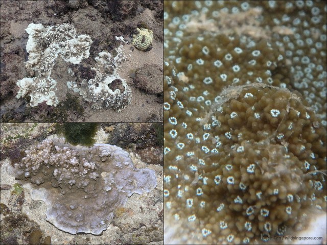 Montipora sp. "408702e0" • © Ria Tan • All Rights Reserved