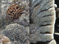 Pavona sp. "408702e6"