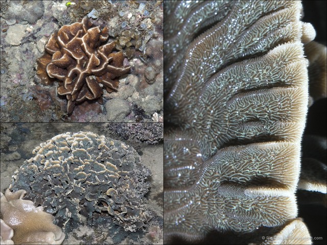 Pavona sp. "408702e6" • © Ria Tan • All Rights Reserved