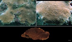 Pavona explanulata (Lamarck, 1816)