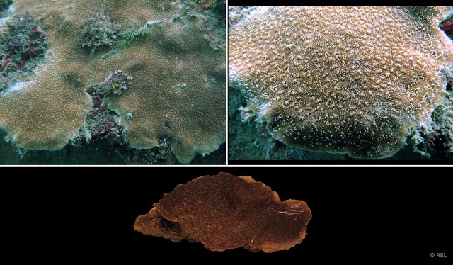 Pavona explanulata • © REL • All Rights Reserved