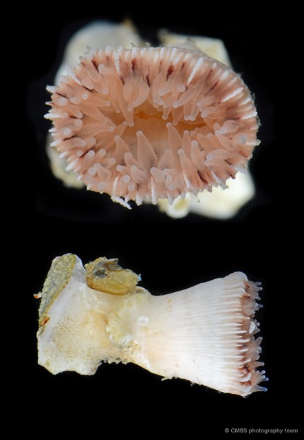 Dendrophylliidae sp. "1" • © CMBS photography team • All Rights Reserved