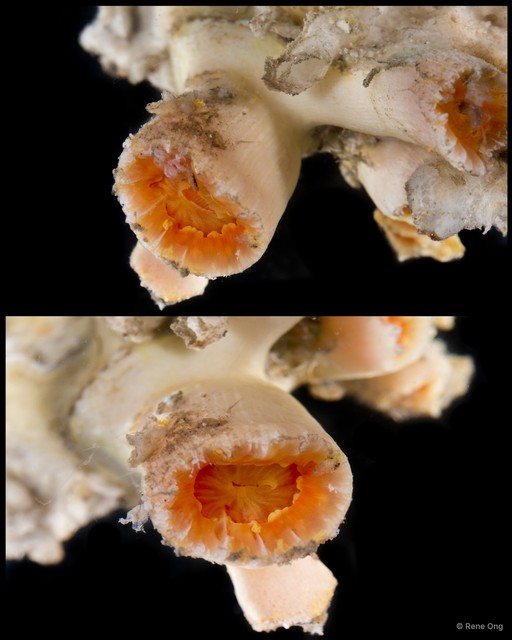 Dendrophylliidae sp. "Cave coral 1" • © Rene Ong • All Rights Reserved