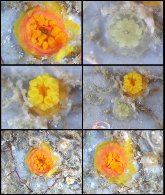 Dendrophylliidae sp. "Cave coral 2" • © Rene Ong • All Rights Reserved