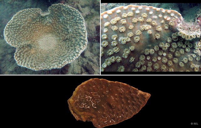Duncanopsammia peltata