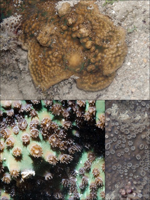 Turbinaria sp. "408702e9" • © Ria Tan • All Rights Reserved