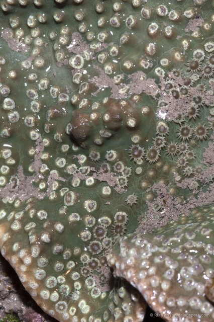 Turbinaria sp. "408702f5" • © Ria Tan • All Rights Reserved