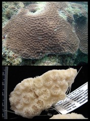 Diploastrea heliopora • © Huang Danwei • All Rights Reserved