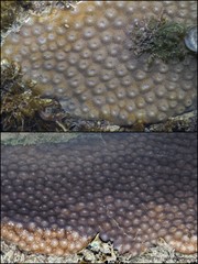Diploastrea heliopora • © Ria Tan • All Rights Reserved
