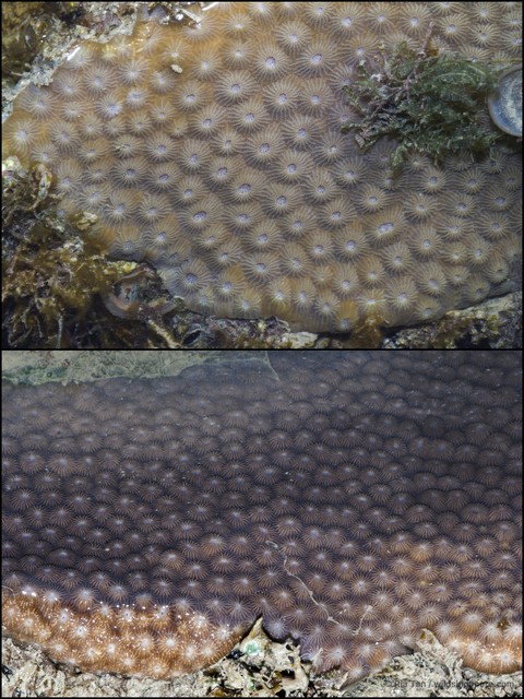 Diploastrea heliopora