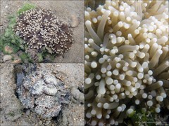 Euphyllia glabrescens (Chamisso & Eysenhardt, 1821)