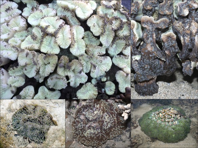 Euphyllia paraencora • © Ria Tan • All Rights Reserved