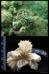 Fimbriaphyllia ancora
