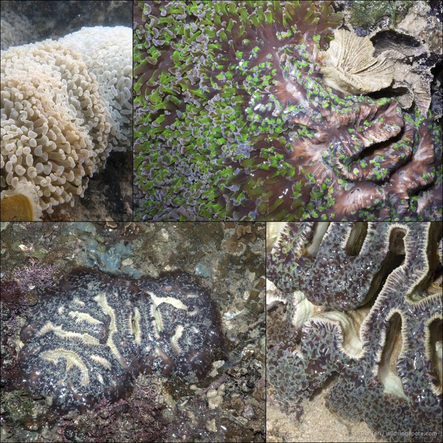 Fimbriaphyllia ancora